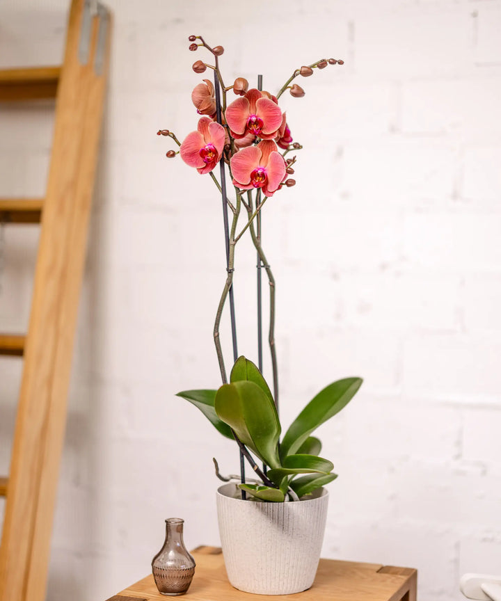 Orquídea Burdeos