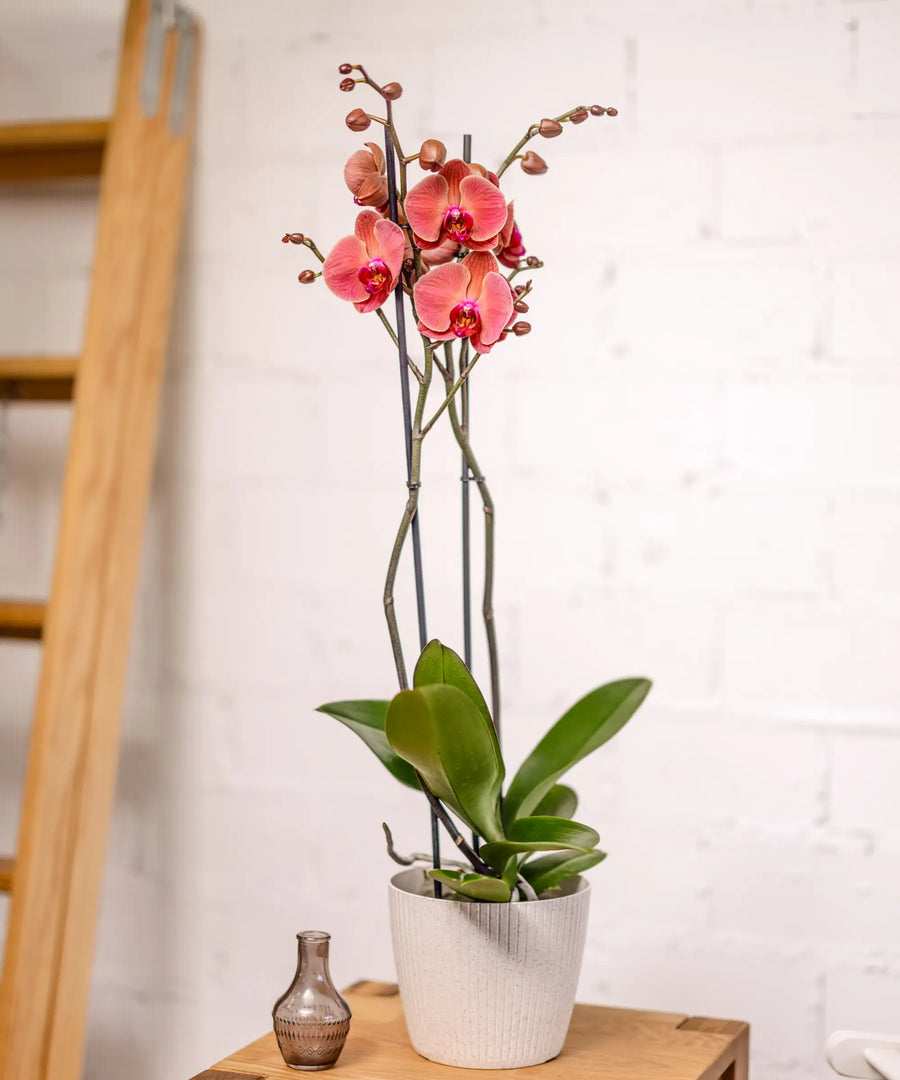 Orquídea Burdeos