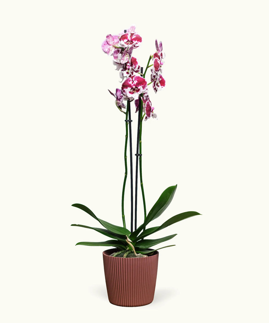 Orquídea Moteada