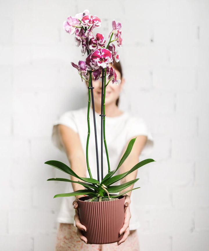 Orquídea Moteada