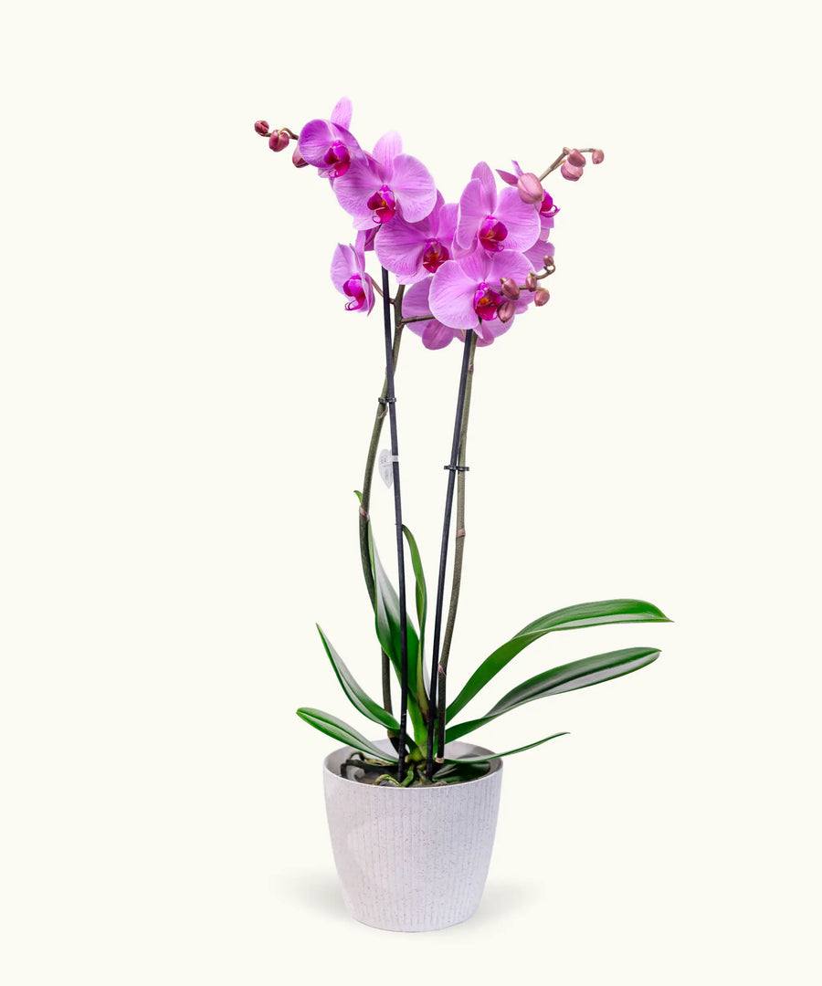 Orquídea Rosa