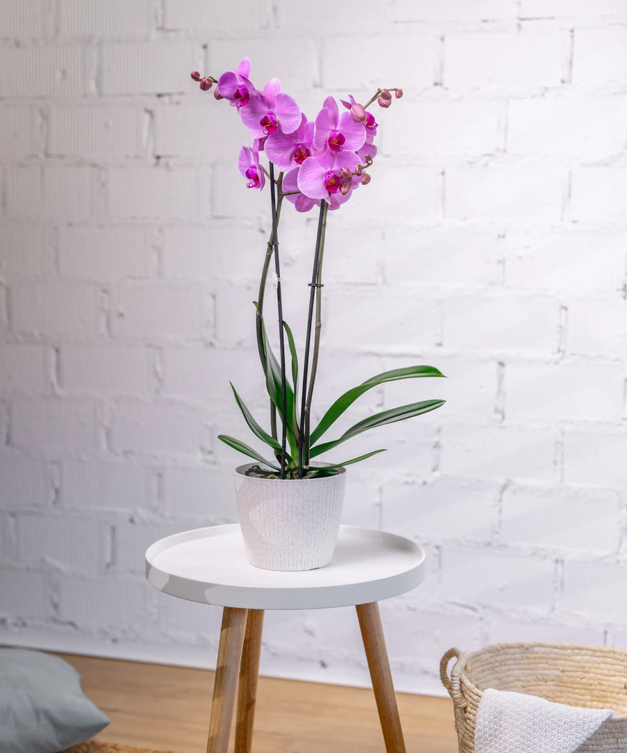 Orquídea Rosa
