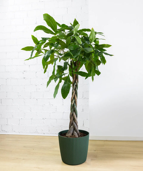 Pachira Acuática Trenzada