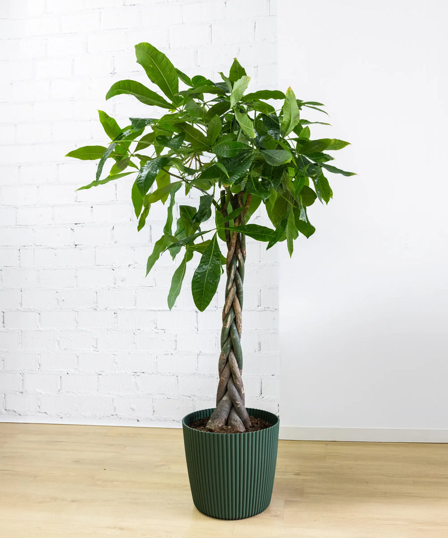 Árbol del Dinero