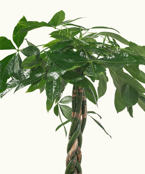 Pachira Acuática Trenzada