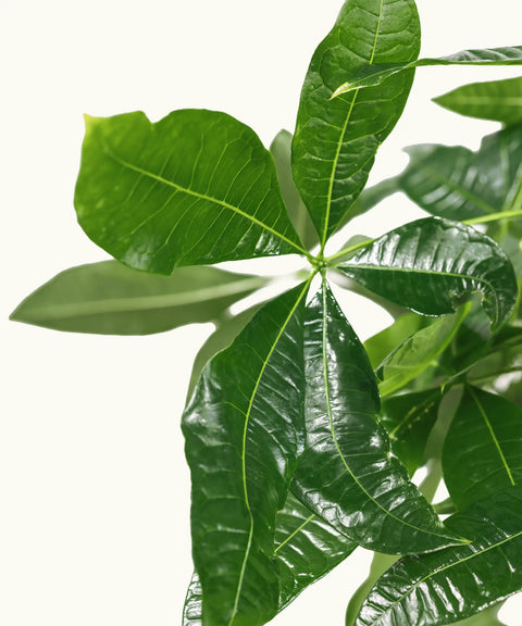 Pachira Acuática Trenzada