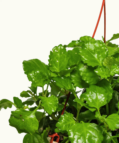 Plectranthus Verticillatus (Planta del Dinero)