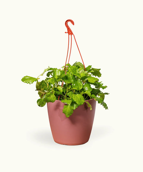 Plectranthus Verticillatus (Planta del Dinero)