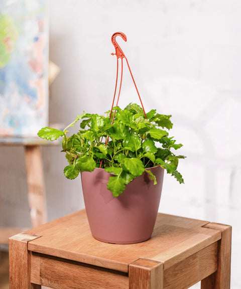 Plectranthus Verticillatus (Planta del Dinero)