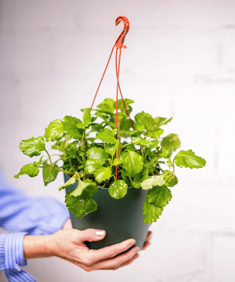 Plectranthus Verticillatus (Planta del Dinero)