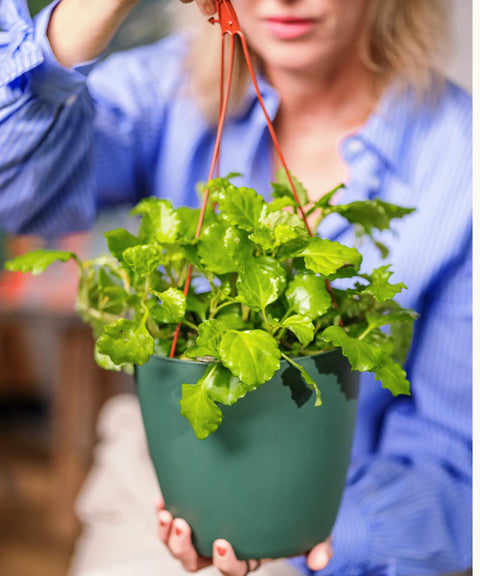 Plectranthus Verticillatus (Planta del Dinero)