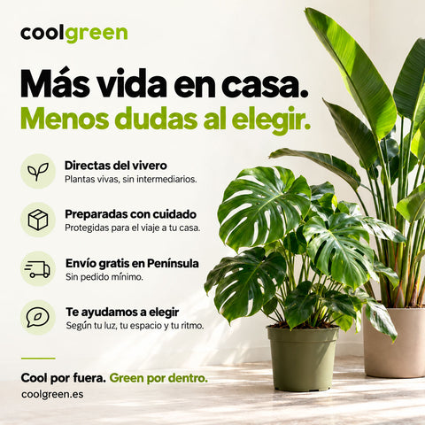 Dieffenbachia
