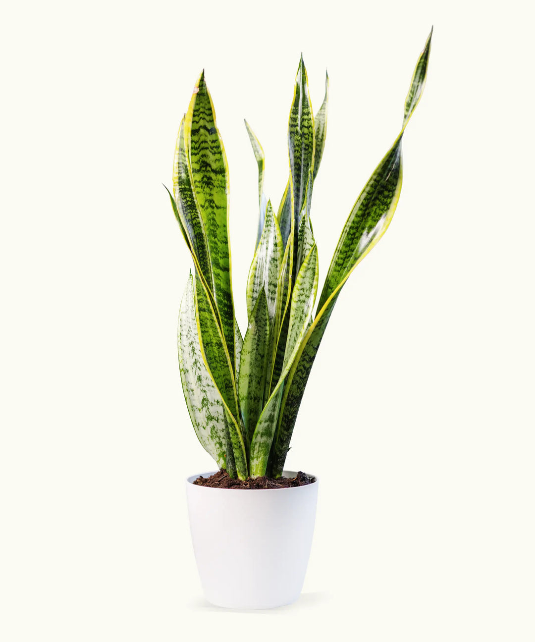 Sanseviera Trifasciata