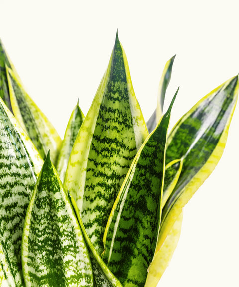 Sanseviera Trifasciata (Lengua de Suegra)