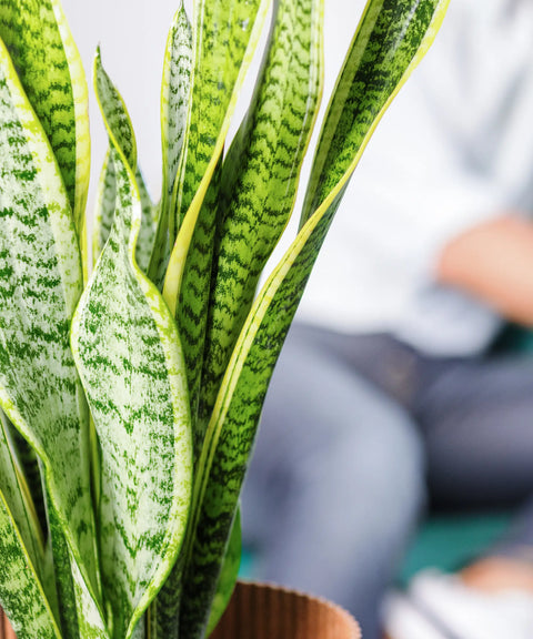 Sanseviera Trifasciata (Lengua de Suegra)