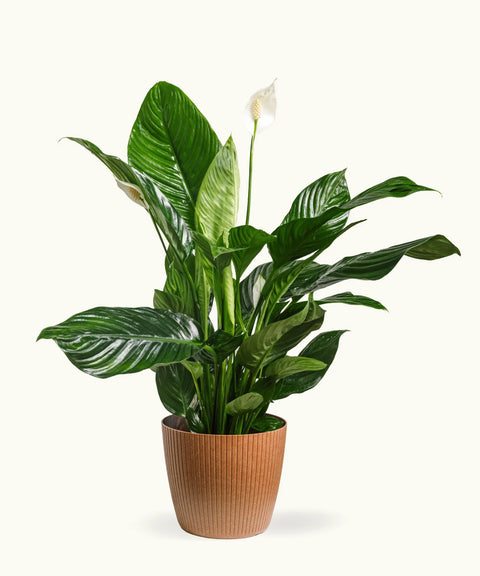 peace lily en español planta Spathiphyllum - Lirio de la Paz