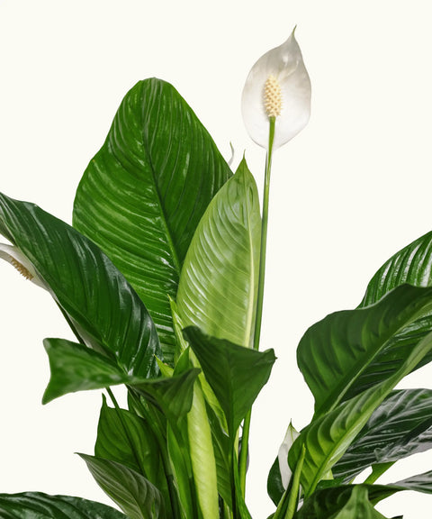 peace lily en español planta Spathiphyllum - Lirio de la Paz