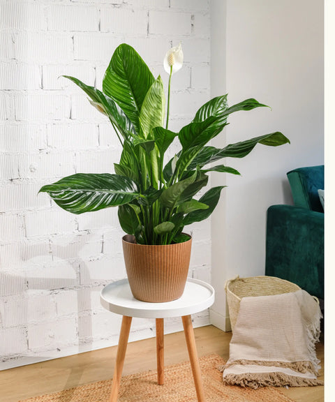 Spathiphyllum (Lirio de la Paz)
