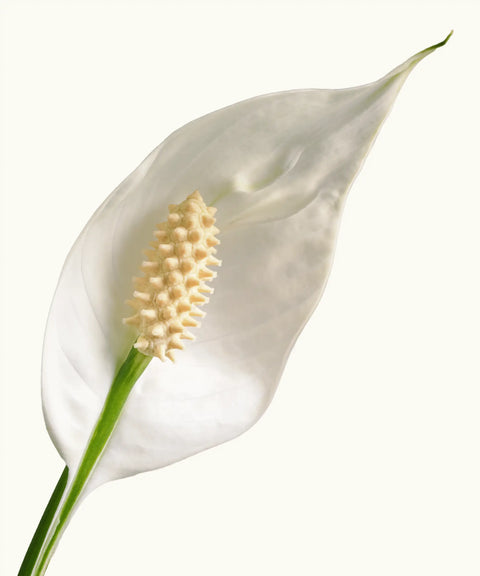 Spathiphyllum (Lirio de la Paz)