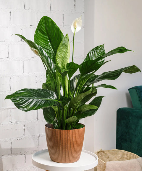 Spathiphyllum (Lirio de la Paz)