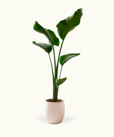 Strelitzia Augusta