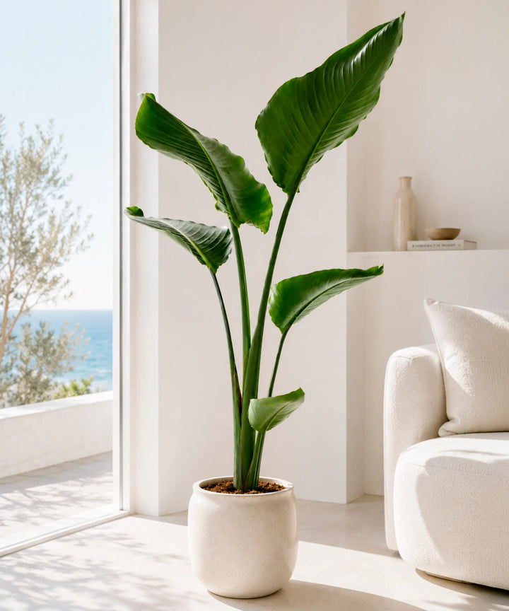 Strelitzia Augusta