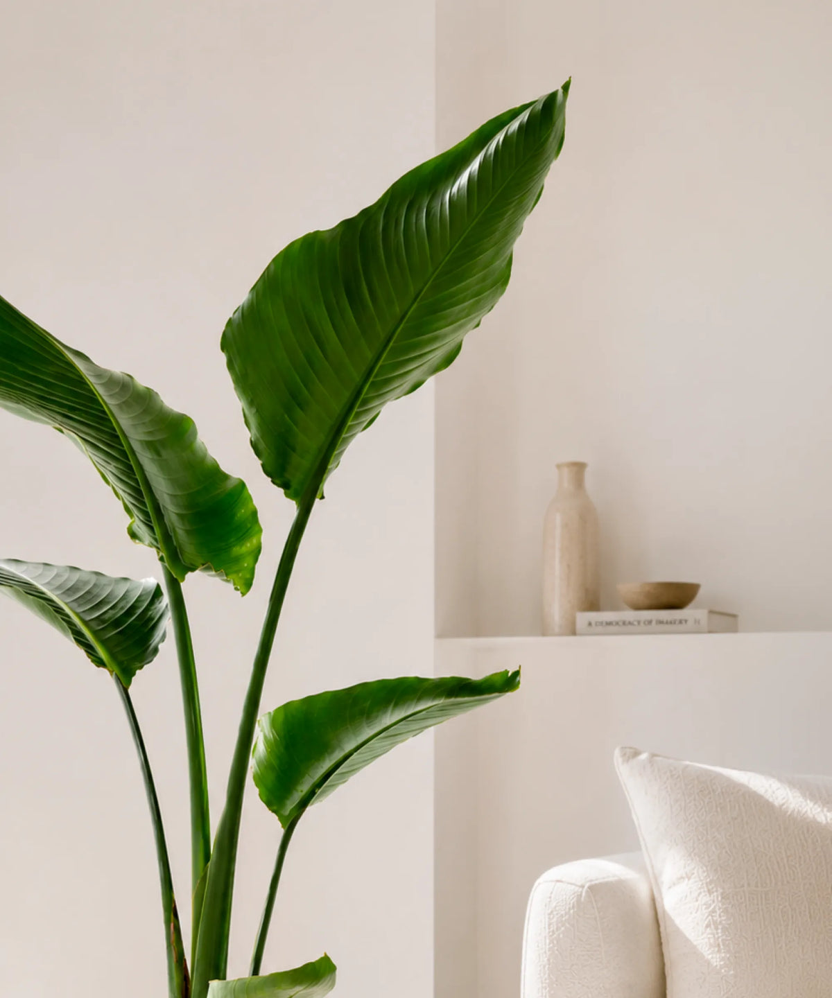Strelitzia Augusta