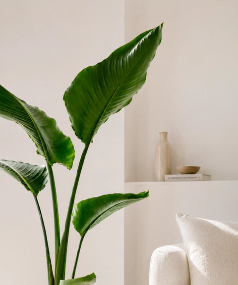 Strelitzia Augusta