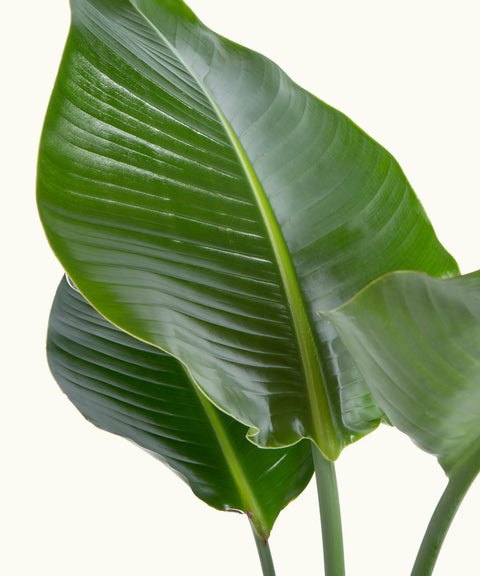 Strelitzia Augusta