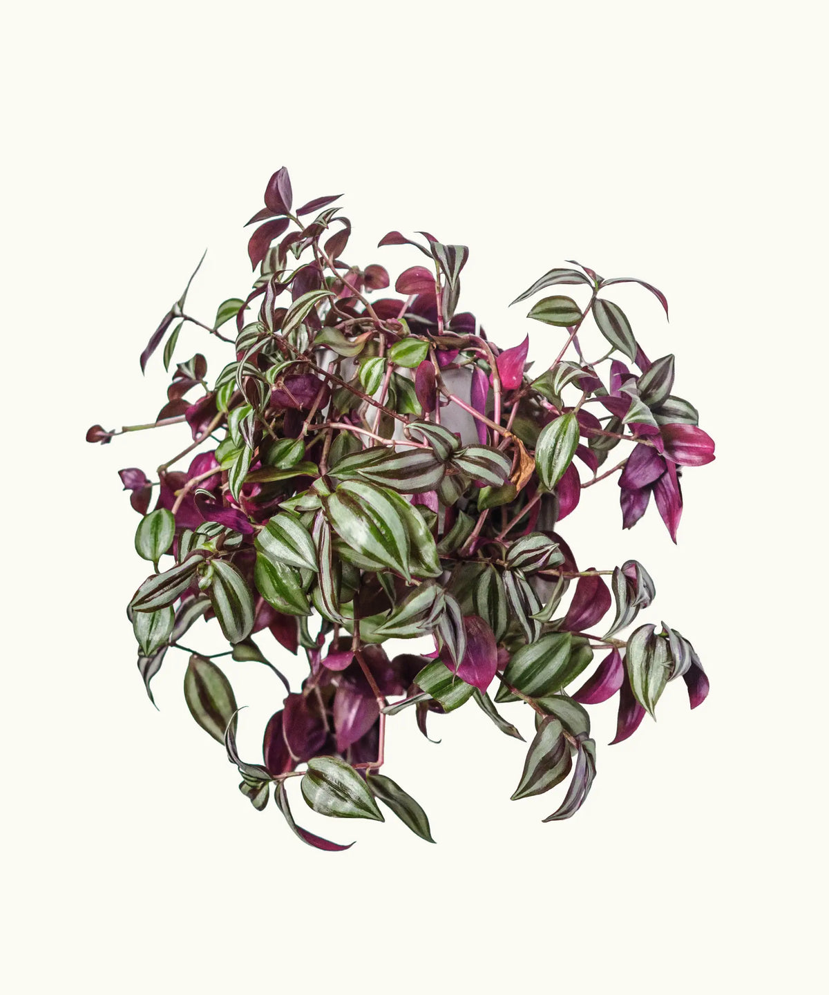 Tradescantia
