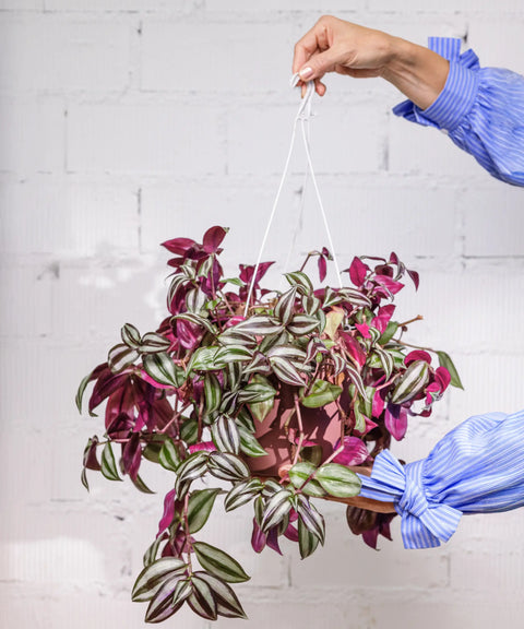 Tradescantia